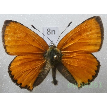 Lycaena virgaureae (Linnaeus, 1758) male Czech8n